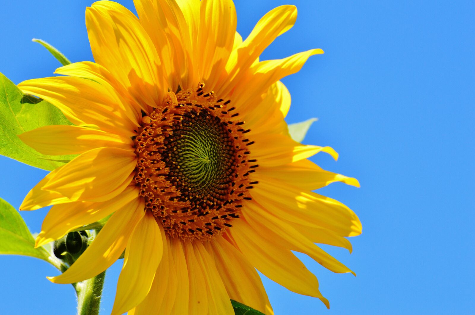 Nikon D3200 sample photo. Sunflower, summer, garden photography