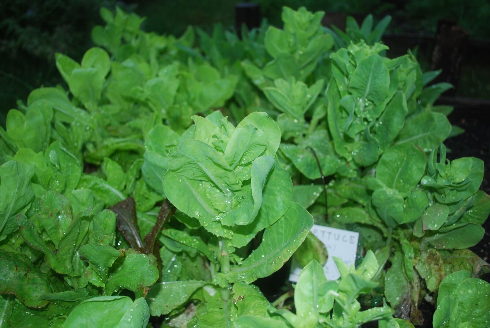 Nikon D60 sample photo. Soil, earth, agriculture photography