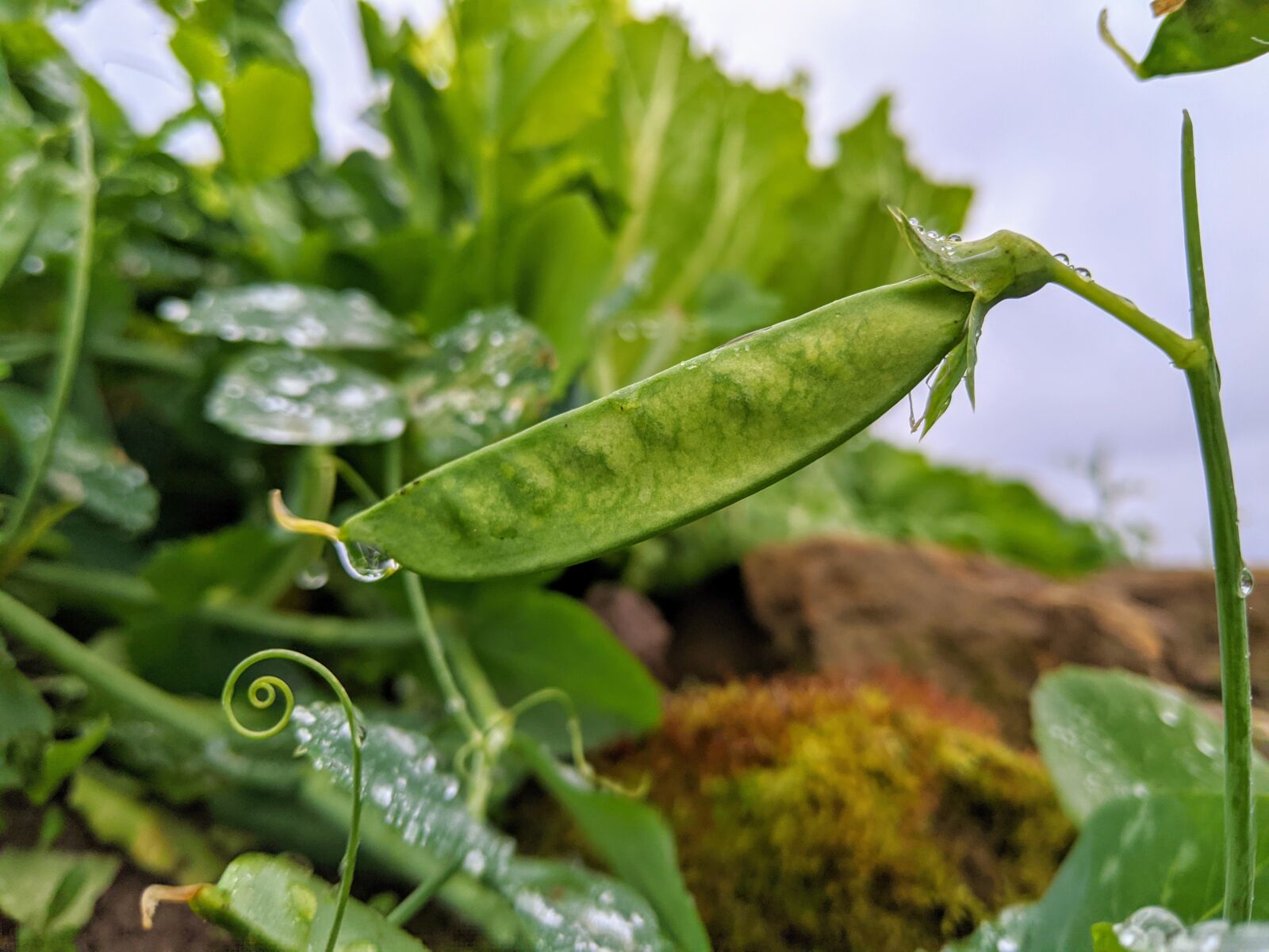 Google Pixel 3 sample photo. Gree, vegetables, natural photography