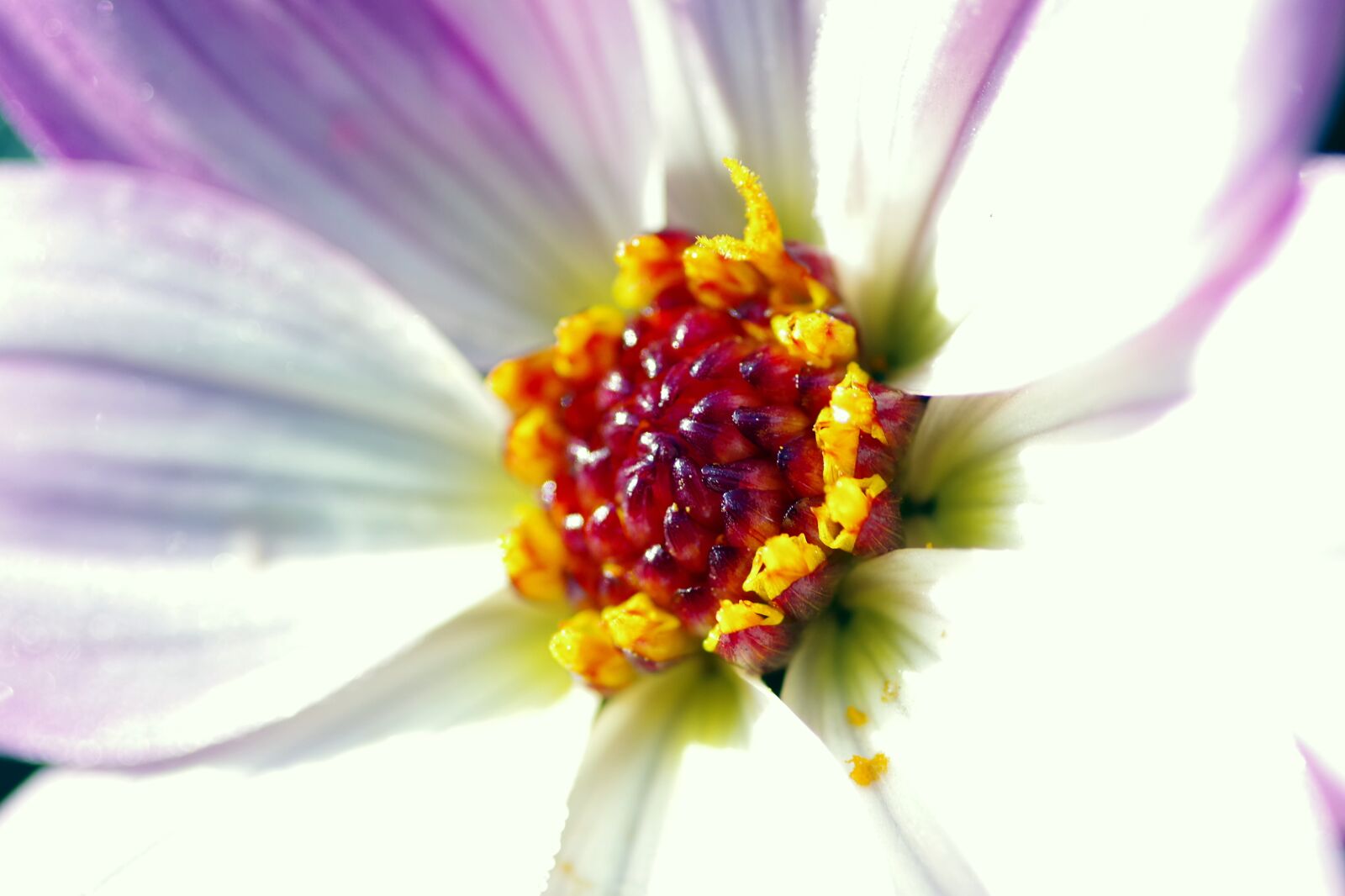 Pentax K-S2 sample photo. Zinnia, flower, the petals photography
