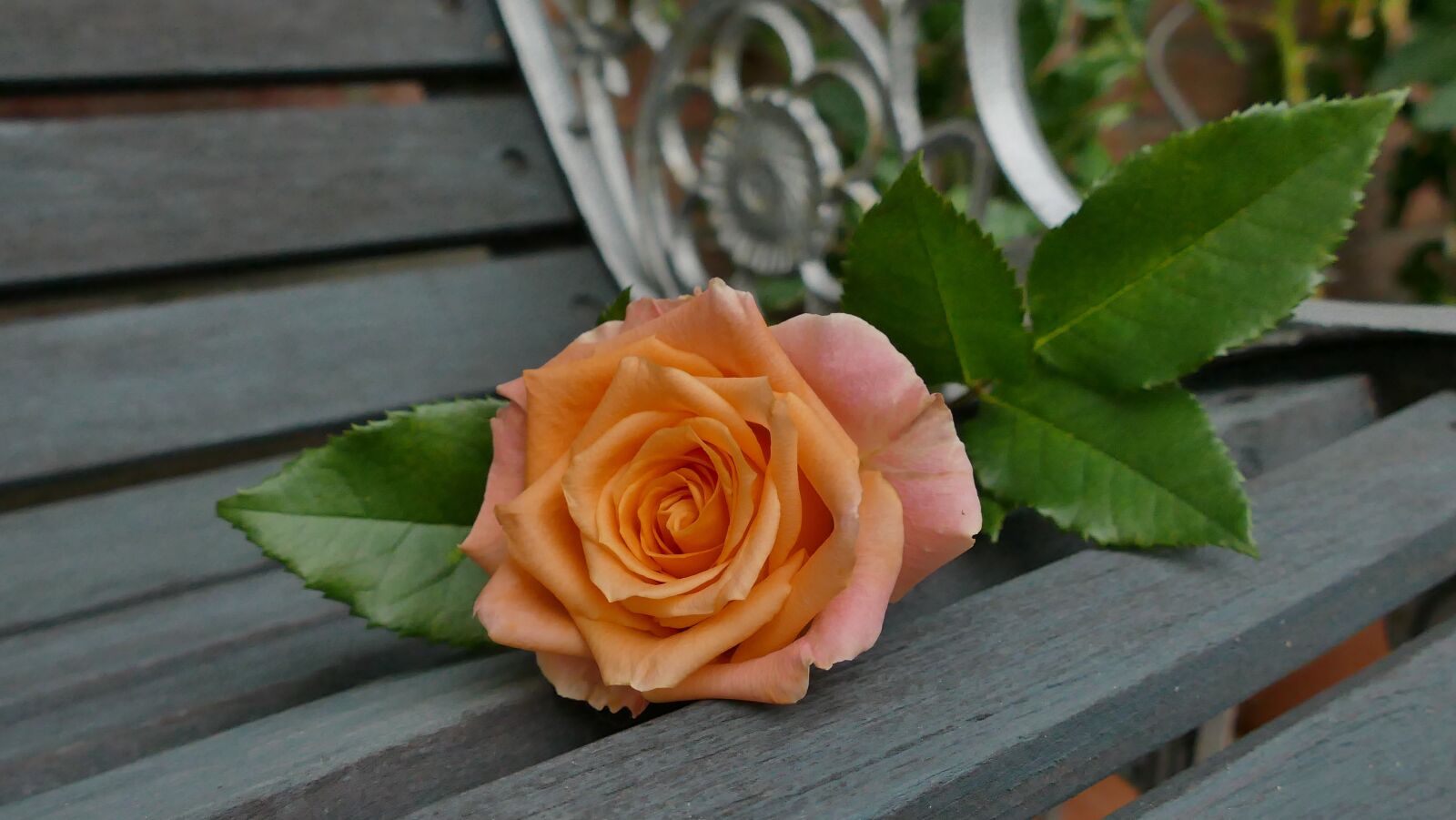 Panasonic Lumix DMC-FZ1000 sample photo. Rose lachs, blossom, bloom photography