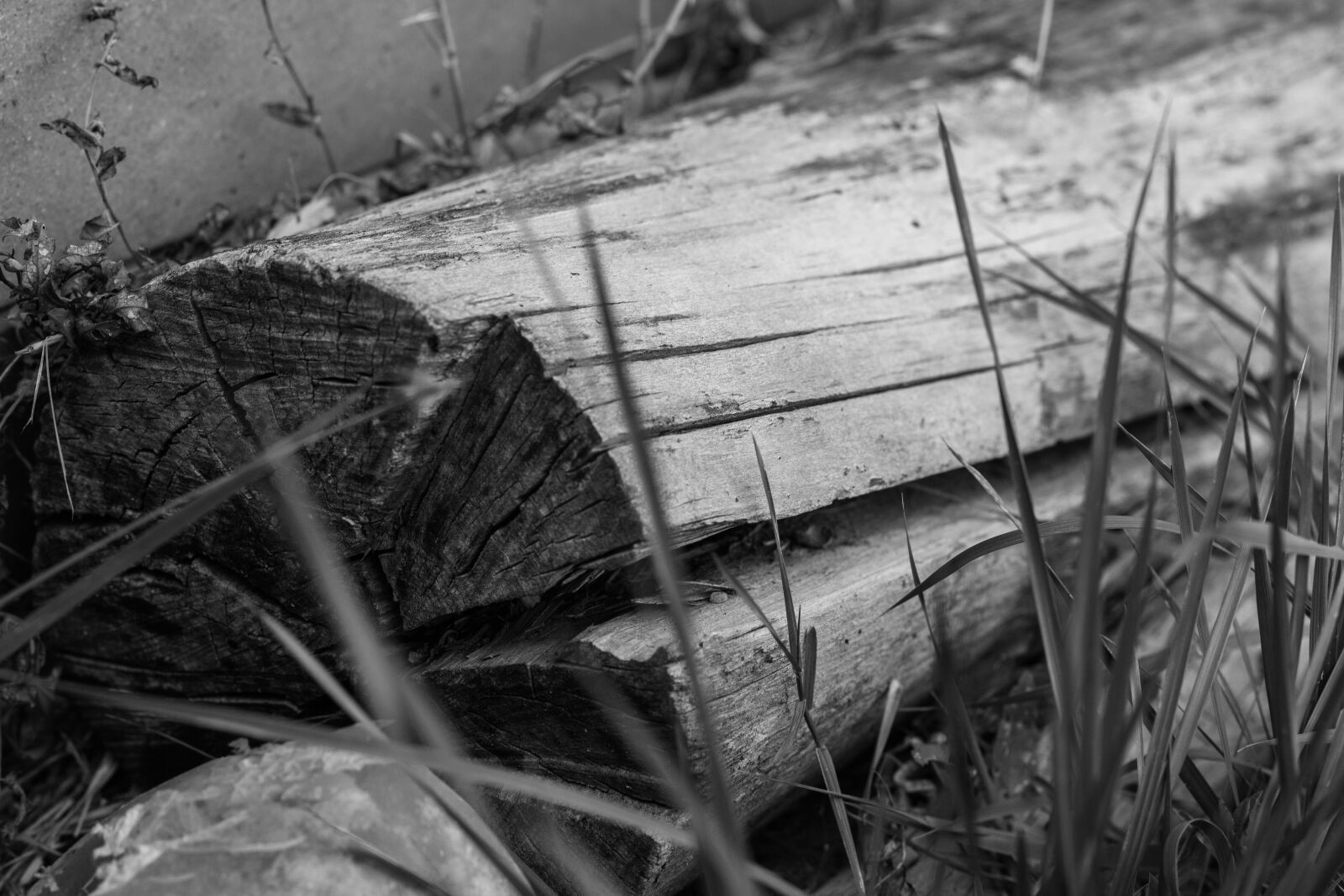 Canon EOS 700D (EOS Rebel T5i / EOS Kiss X7i) + Canon EF 50mm F1.8 STM sample photo. Strain, wall, grass photography