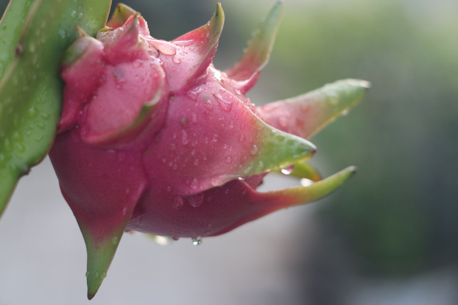 Canon EOS 650D (EOS Rebel T4i / EOS Kiss X6i) + Canon EF 50mm F1.8 II sample photo. Dragon fruit, dew, fruit photography