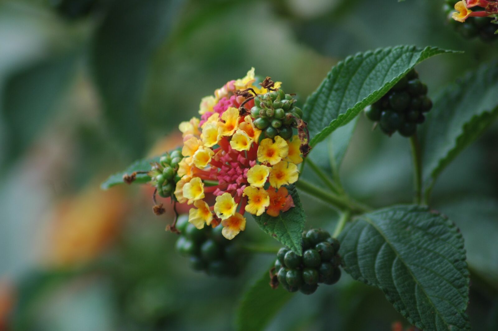 Nikon D70s sample photo. Lantana, garden, flower photography