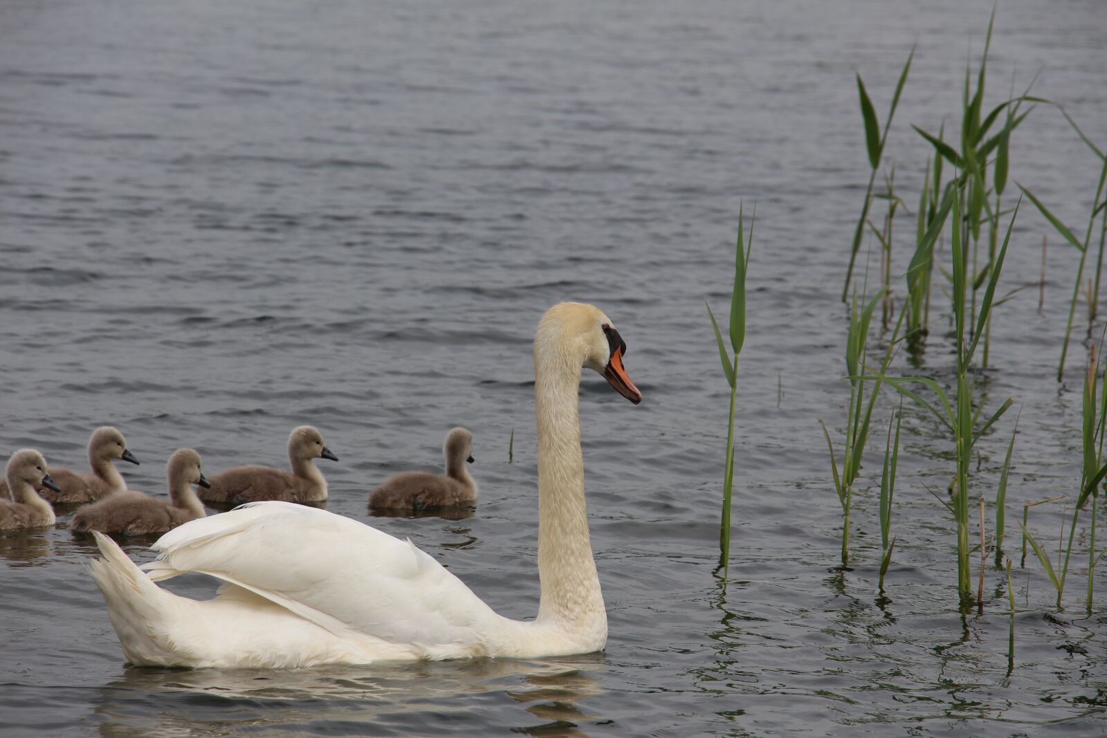 Canon EOS 700D (EOS Rebel T5i / EOS Kiss X7i) sample photo. Swan, nature, animal photography