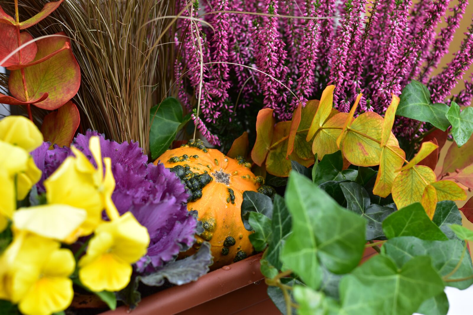 Nikon D5500 sample photo. Autumn, decoration, gourd photography