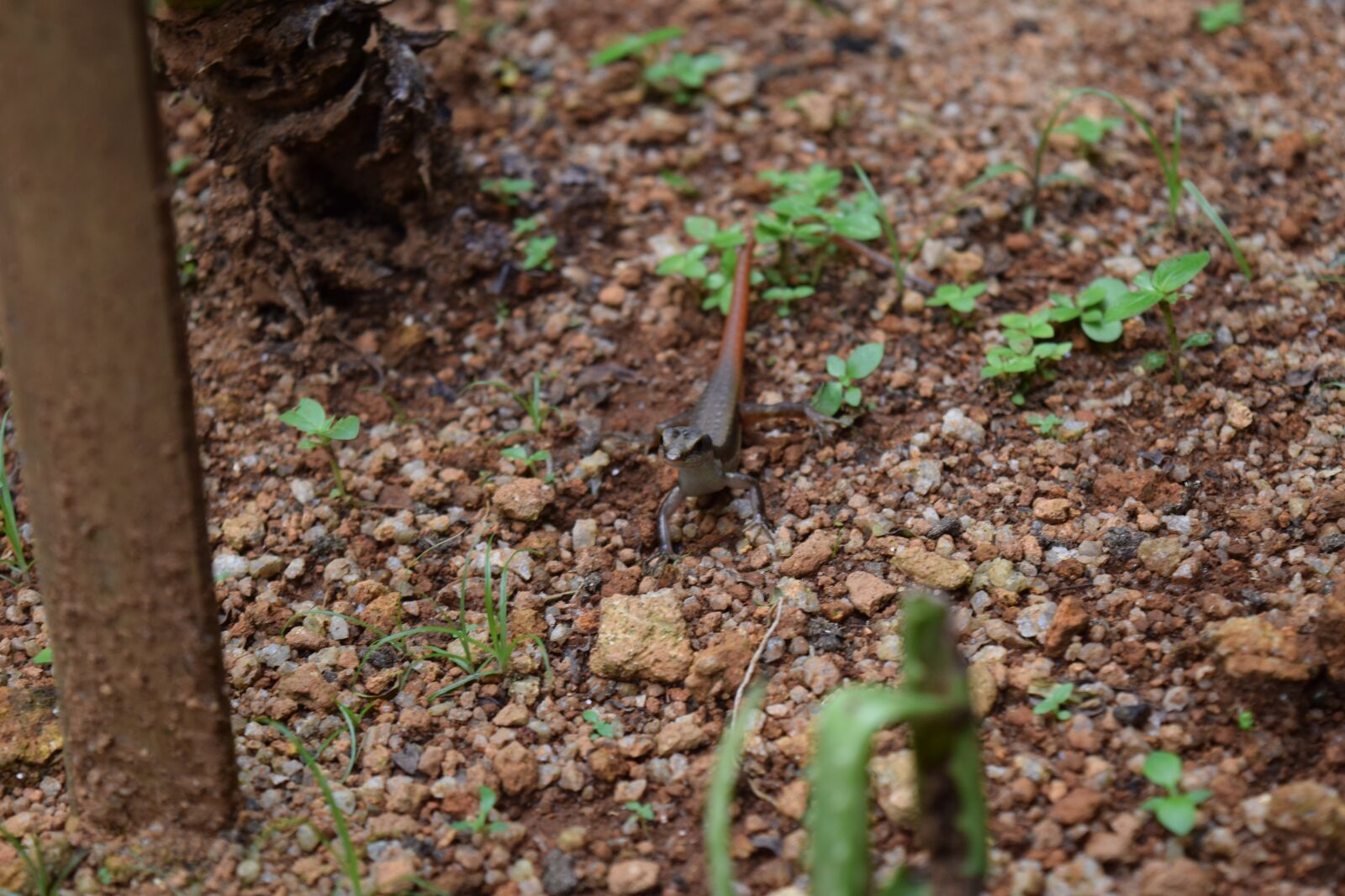 Nikon D3300 sample photo. Lizard, salamander, india photography