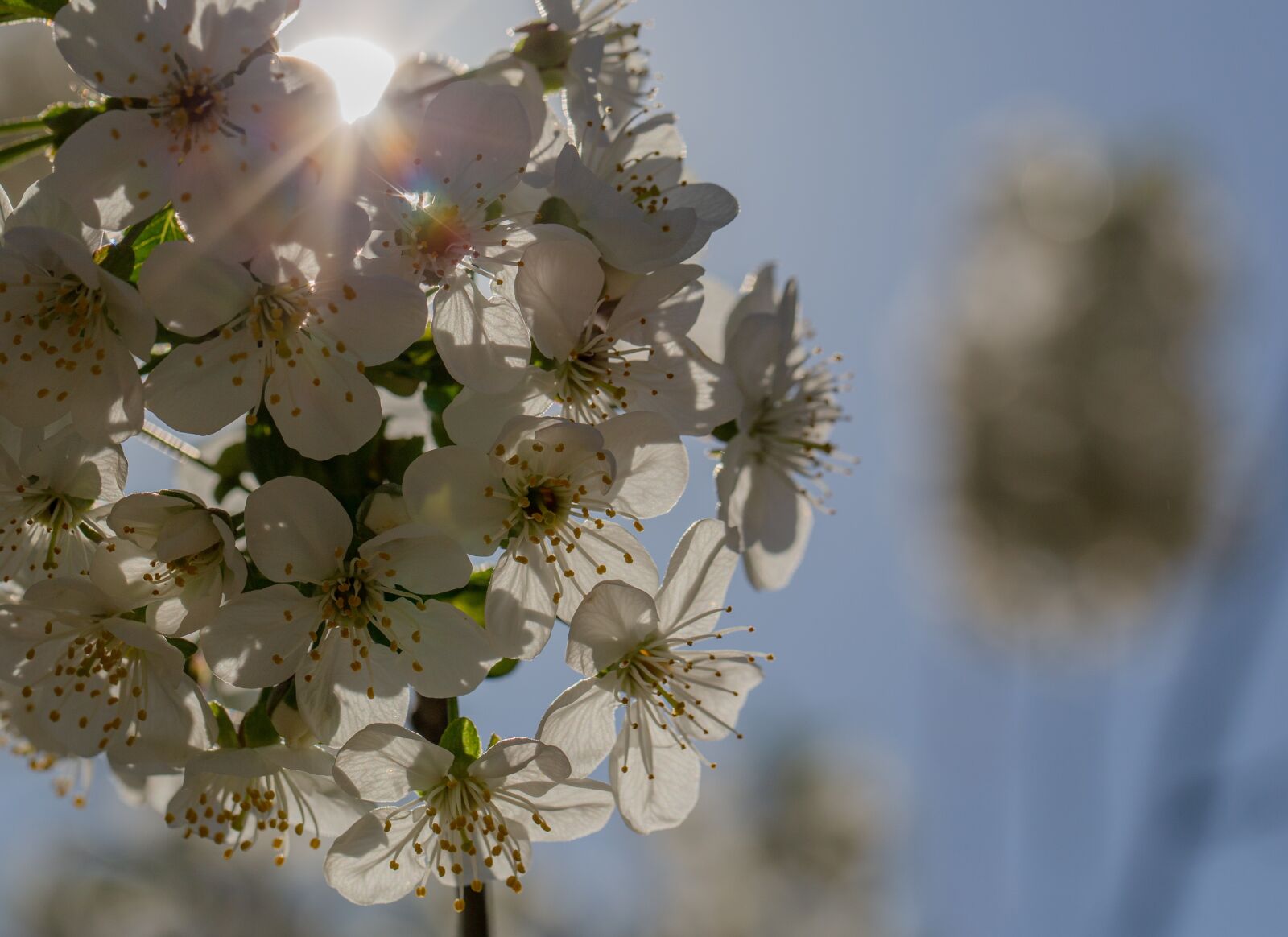 Canon EF 100mm F2.8L Macro IS USM sample photo. Bleed, sun, spring photography