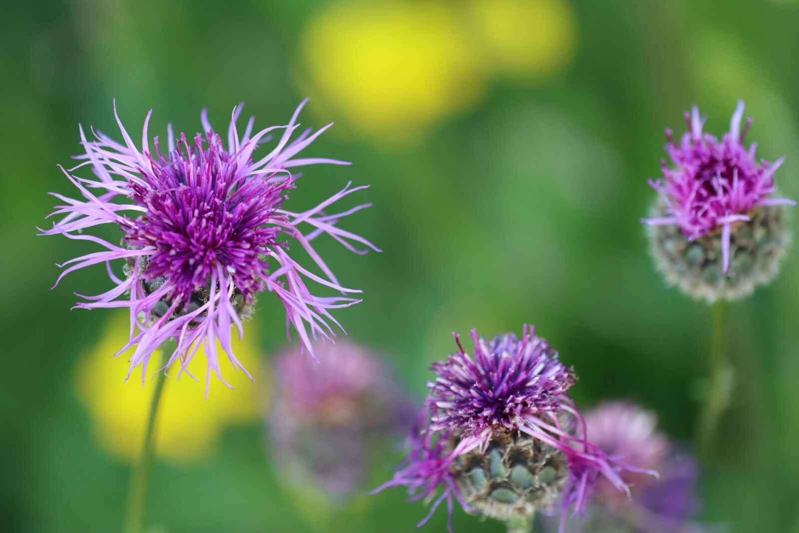 Canon EOS 90D sample photo. Flower meadow, flower, blue photography