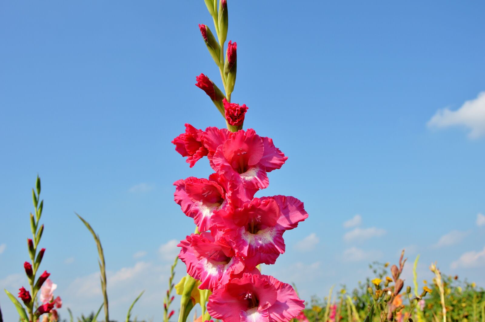 Nikon D3200 sample photo. Gladiolus, gladidus, butterfly greenhouse photography