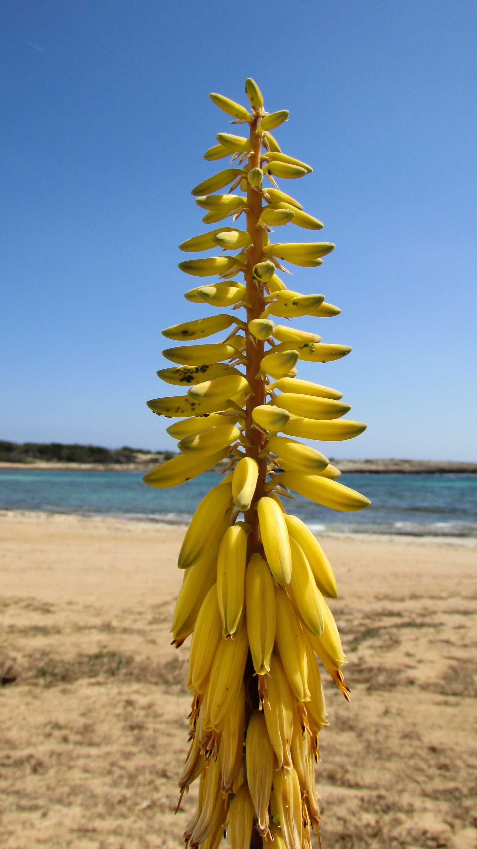 Canon PowerShot SX400 IS sample photo. Aloe vera, plant, flowers photography