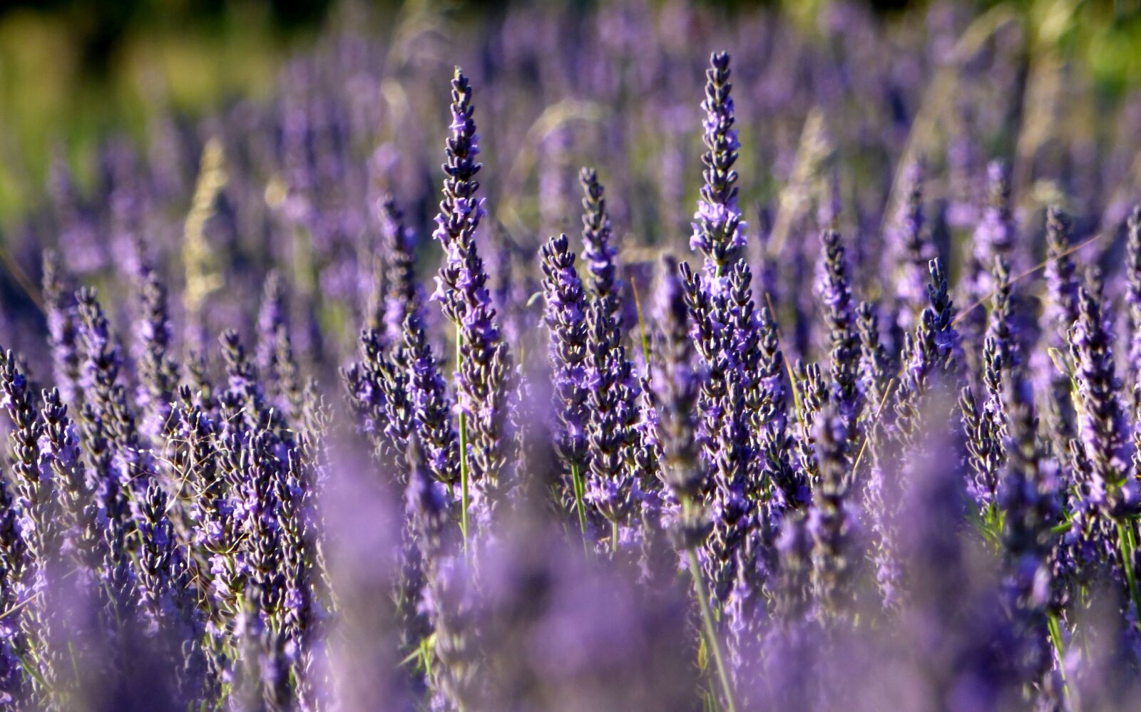 Panasonic DMC-FZ72 sample photo. Lavender, colors, nature photography