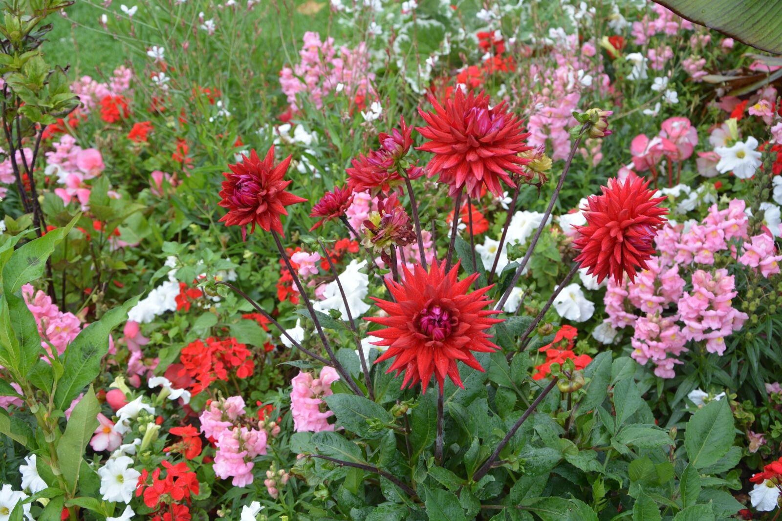 Nikon D5200 sample photo. Plants, massif, garden photography