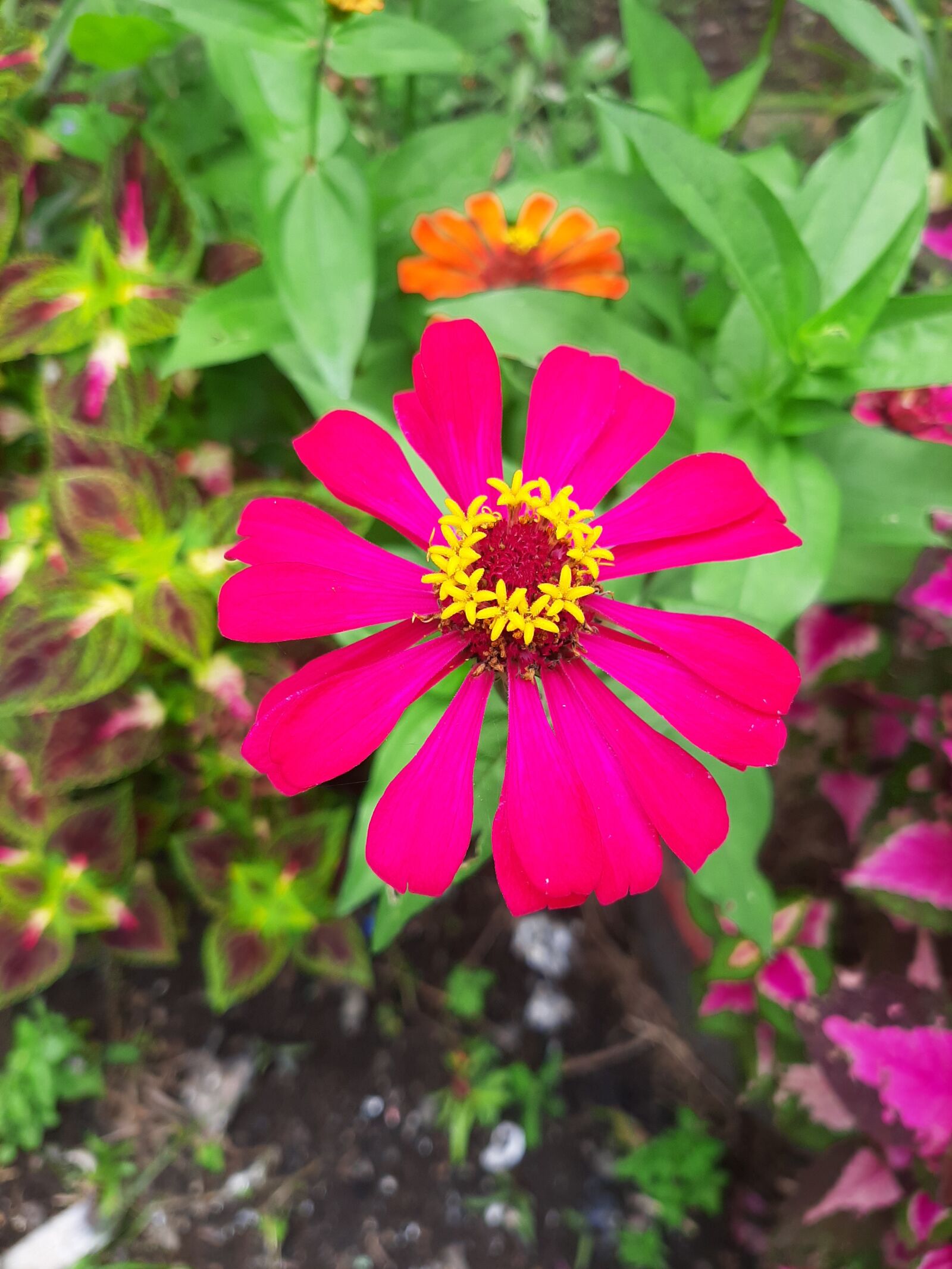 Samsung Galaxy A50 sample photo. Pink, flower, garden photography
