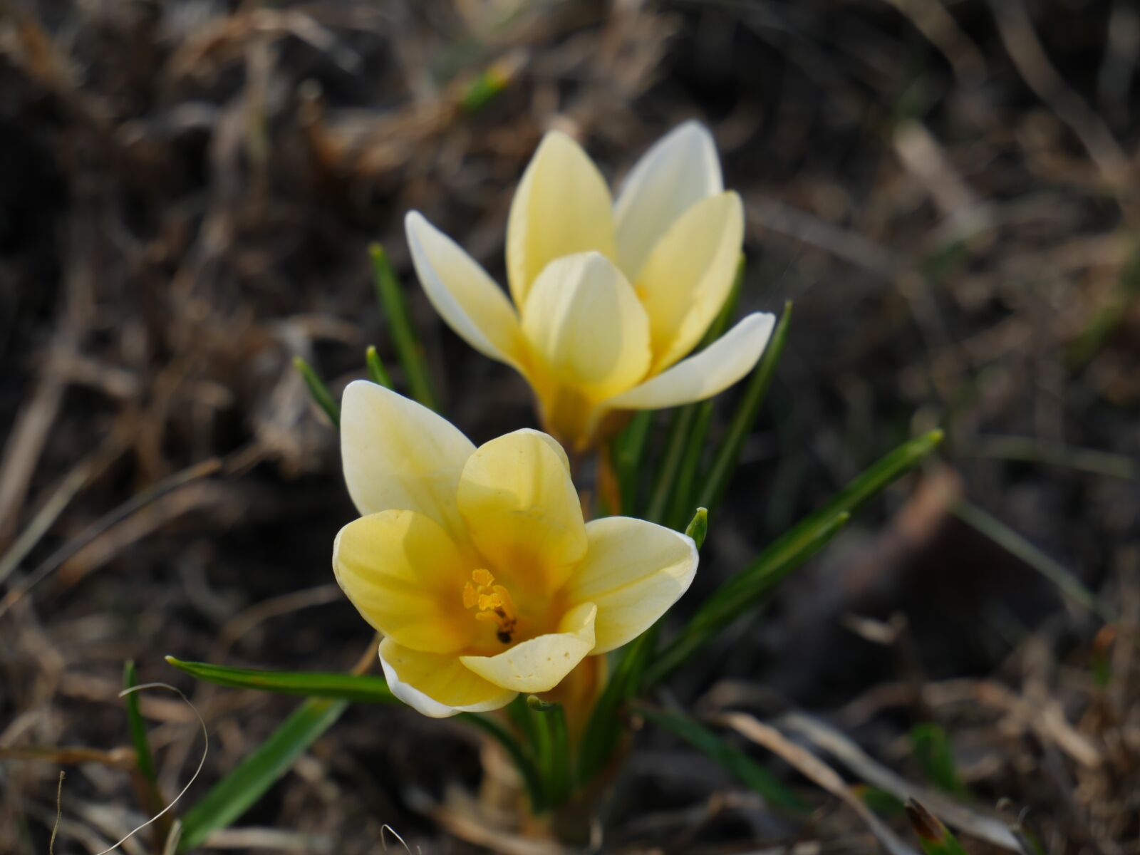 Panasonic Lumix DMC-GH4 sample photo. Nature, the buds, yellow photography