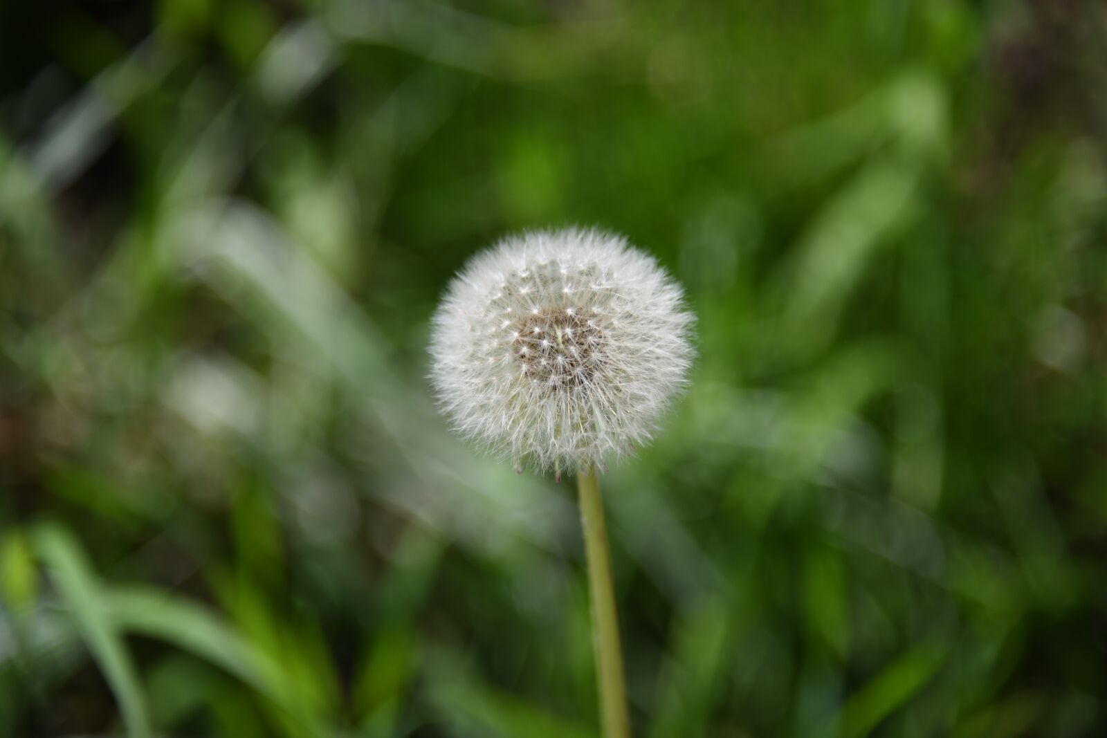 Nikon D850 sample photo. Dandelion, seed, blow photography