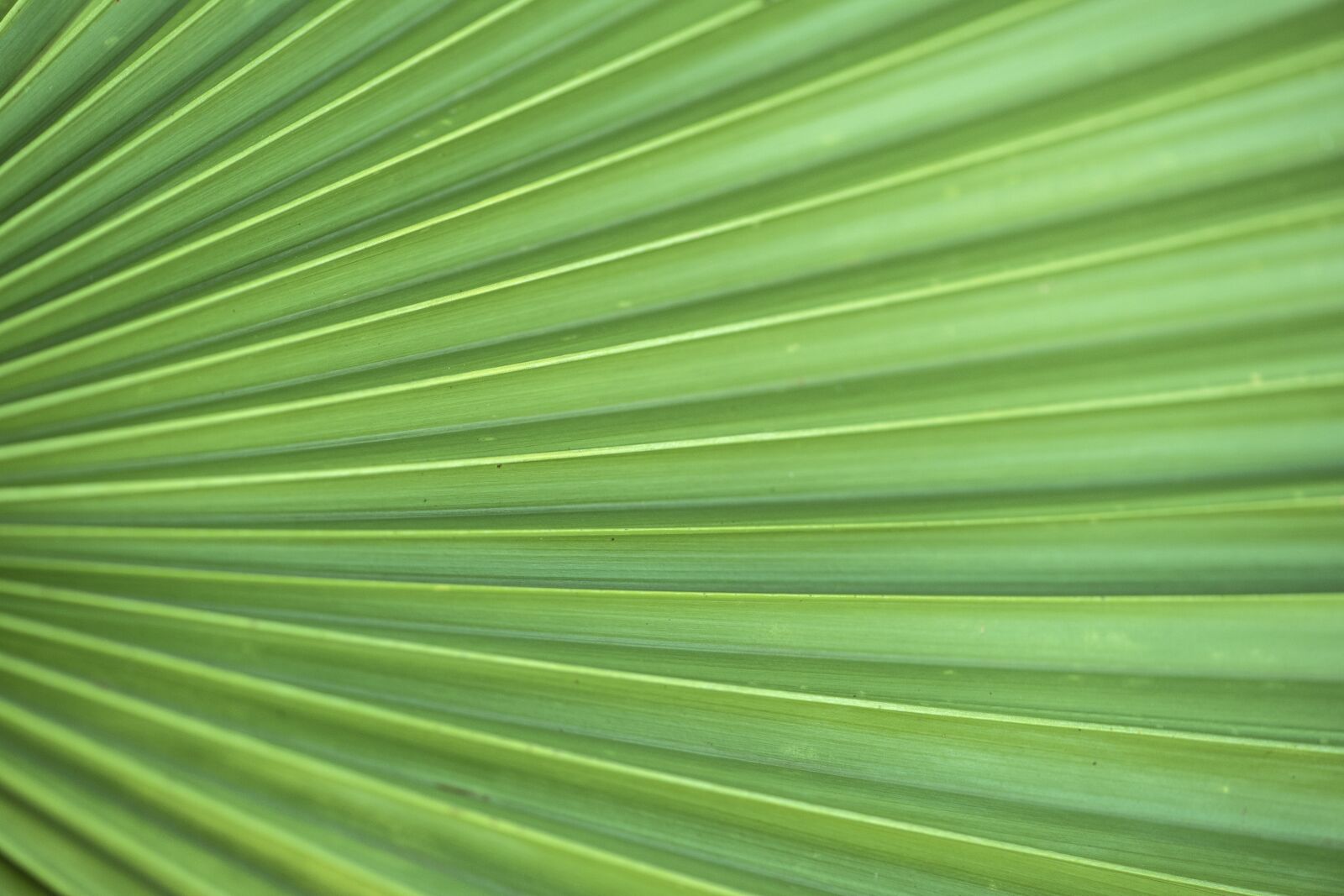 Nikon D810 sample photo. Leaf, flora, growth photography