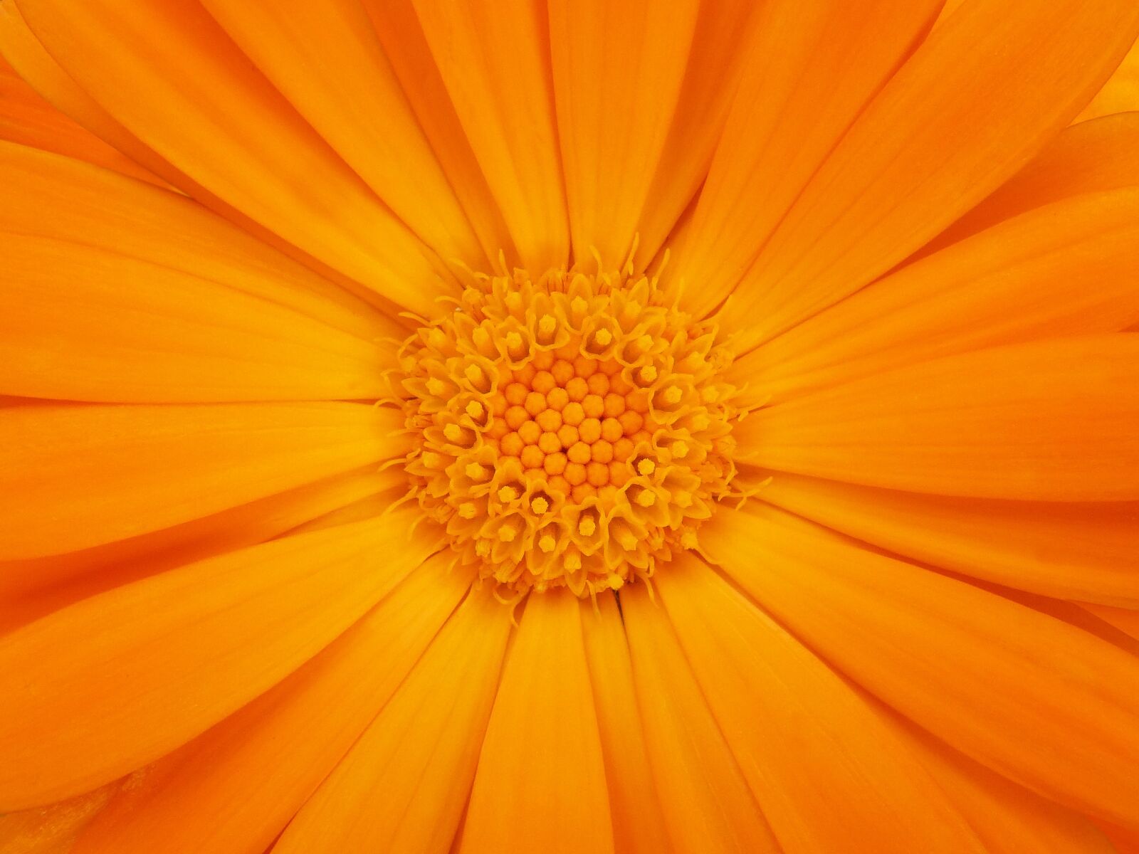 Panasonic DMC-FZ62 sample photo. Detail, petals, background photography