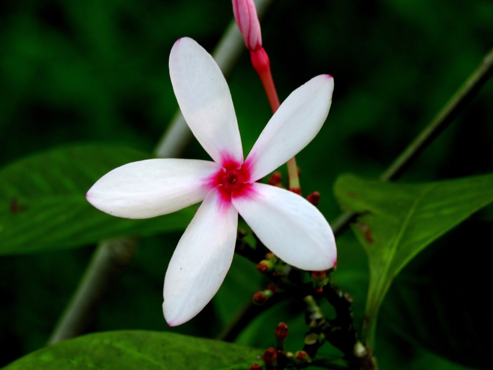 Canon PowerShot SX60 HS sample photo. White, flower, fresh photography