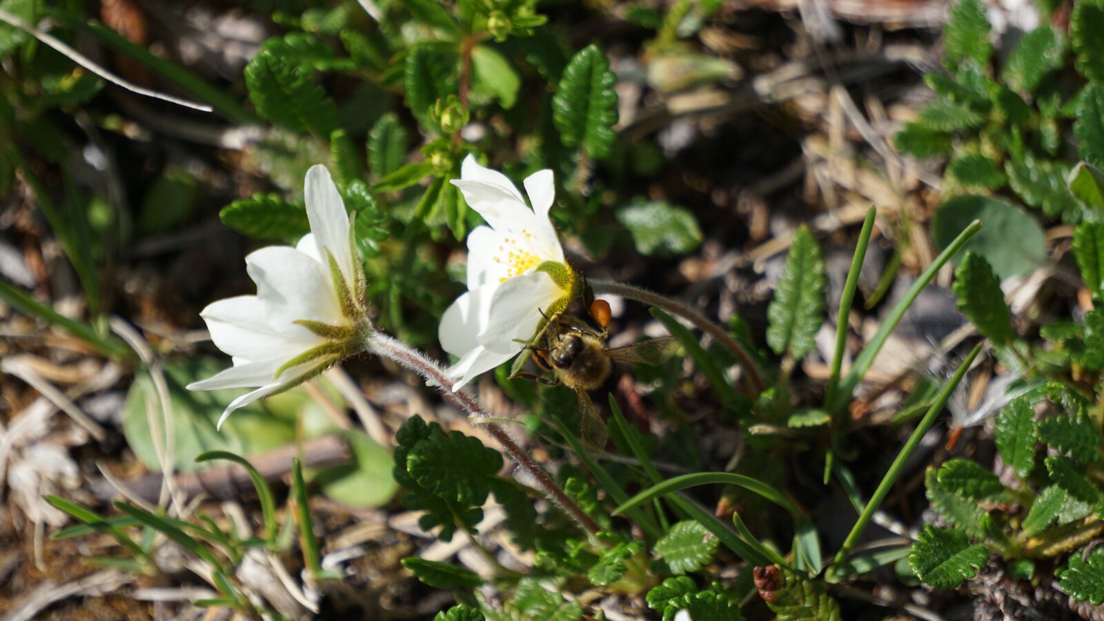Sony E 55-210mm F4.5-6.3 OSS sample photo. Hummel, pollen, hard working photography