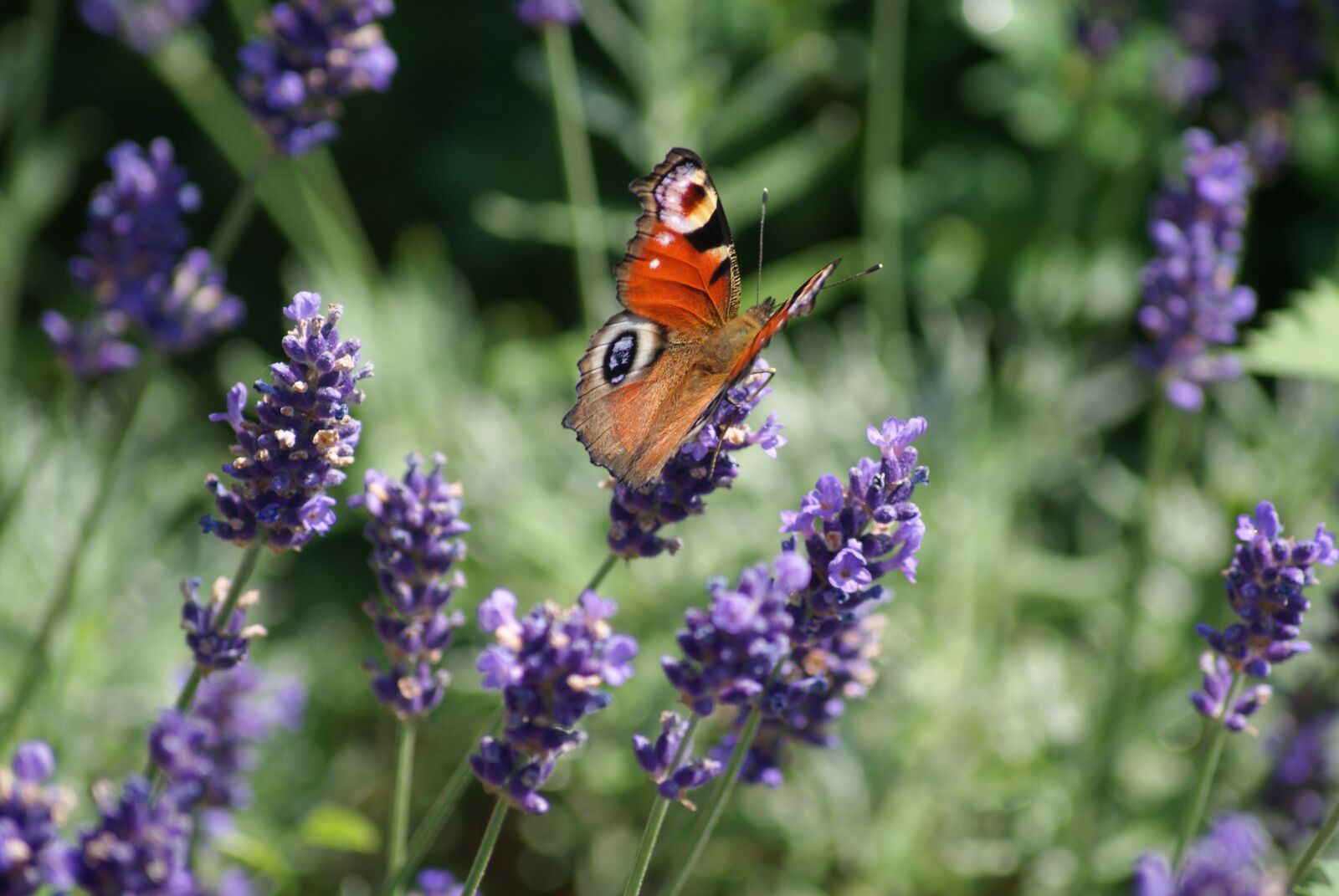 Sony Alpha DSLR-A230 sample photo. Butterfly, on flower, autumn photography