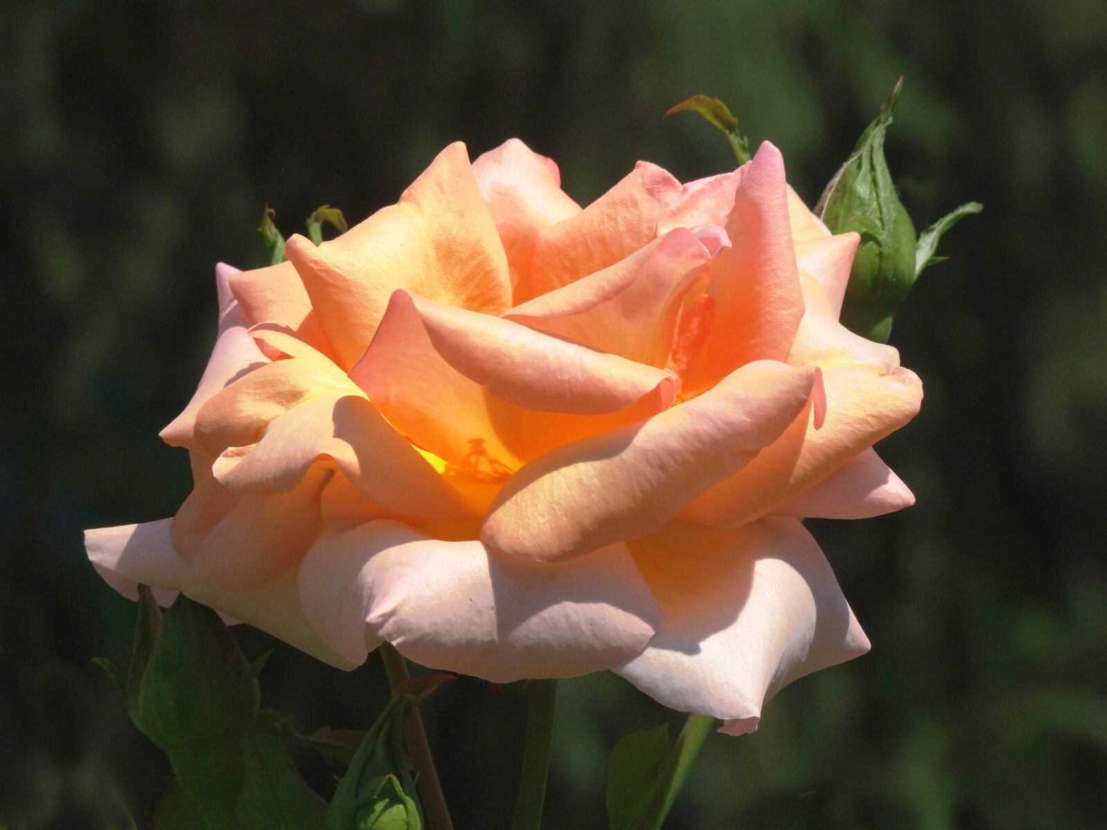 Fujifilm FinePix S100fs sample photo. Rose, orange, garden photography