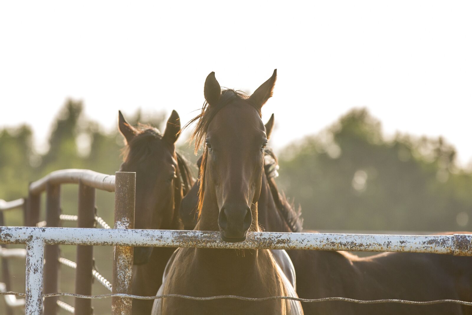 Canon EOS 70D sample photo. Horses, fence, country photography