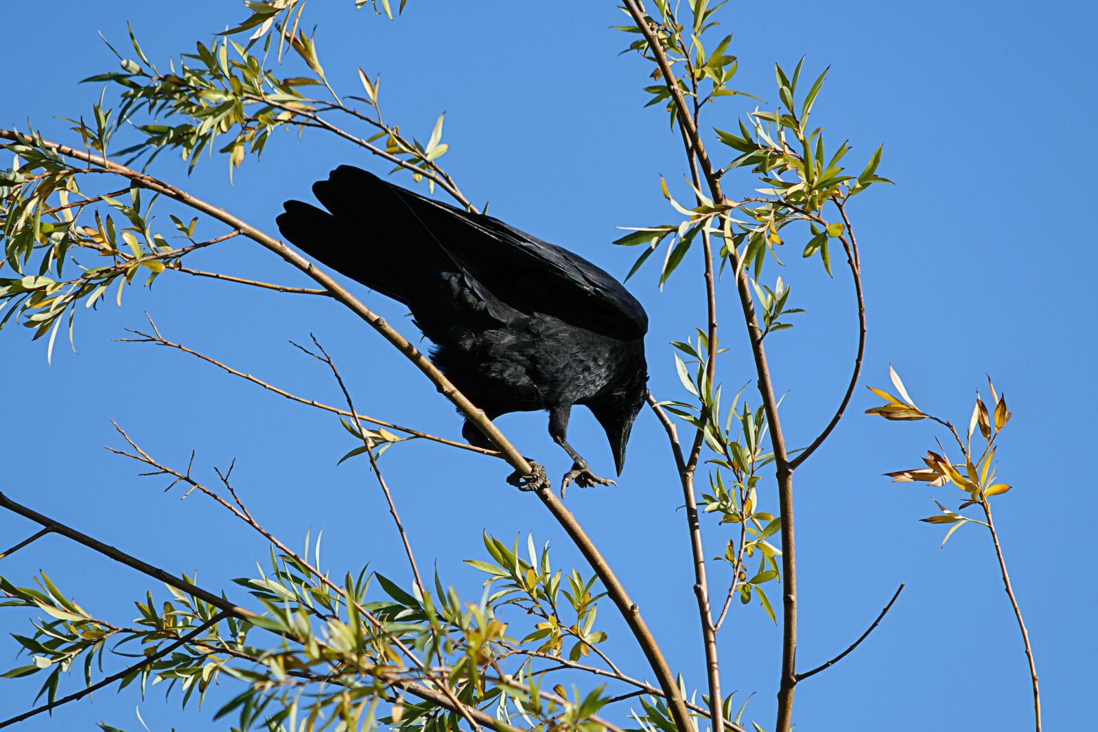 Nikon D5300 sample photo. Raven, black, bird photography