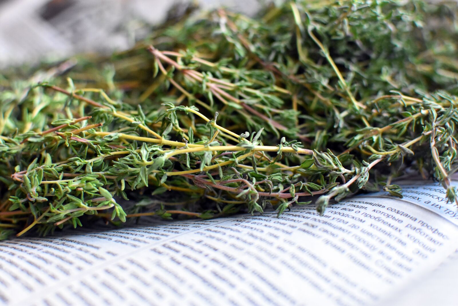 Nikon D3400 sample photo. Thyme, herbs, fresh thyme photography