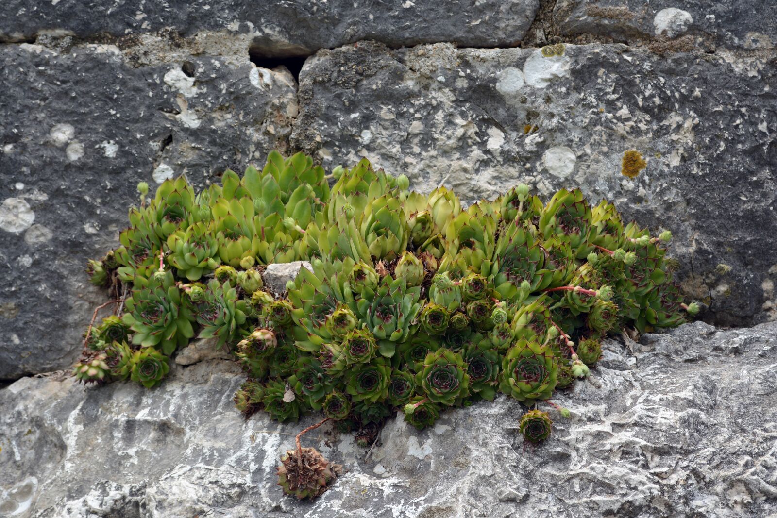 Nikon D5200 sample photo. Succulents, gardening, cactus photography