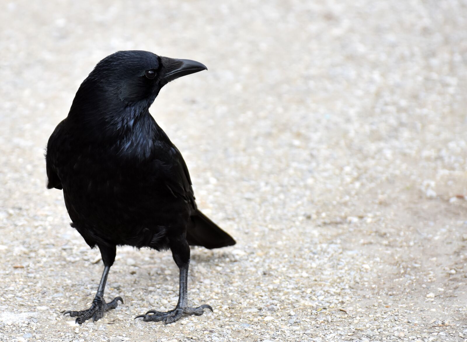 Nikon D7200 sample photo. Common raven, raven, raven photography