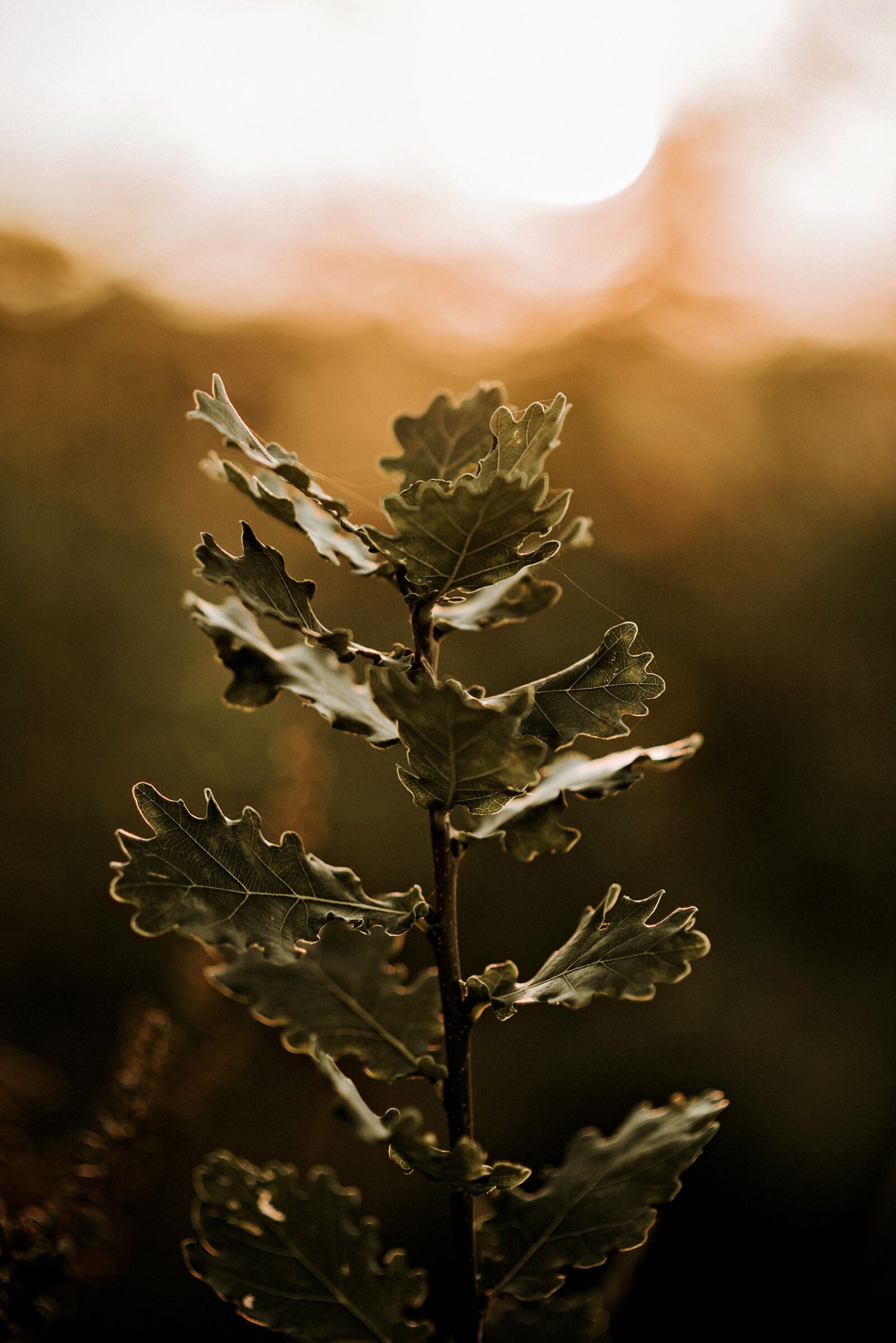 Nikon D810 sample photo. Meadow, plant, sun photography