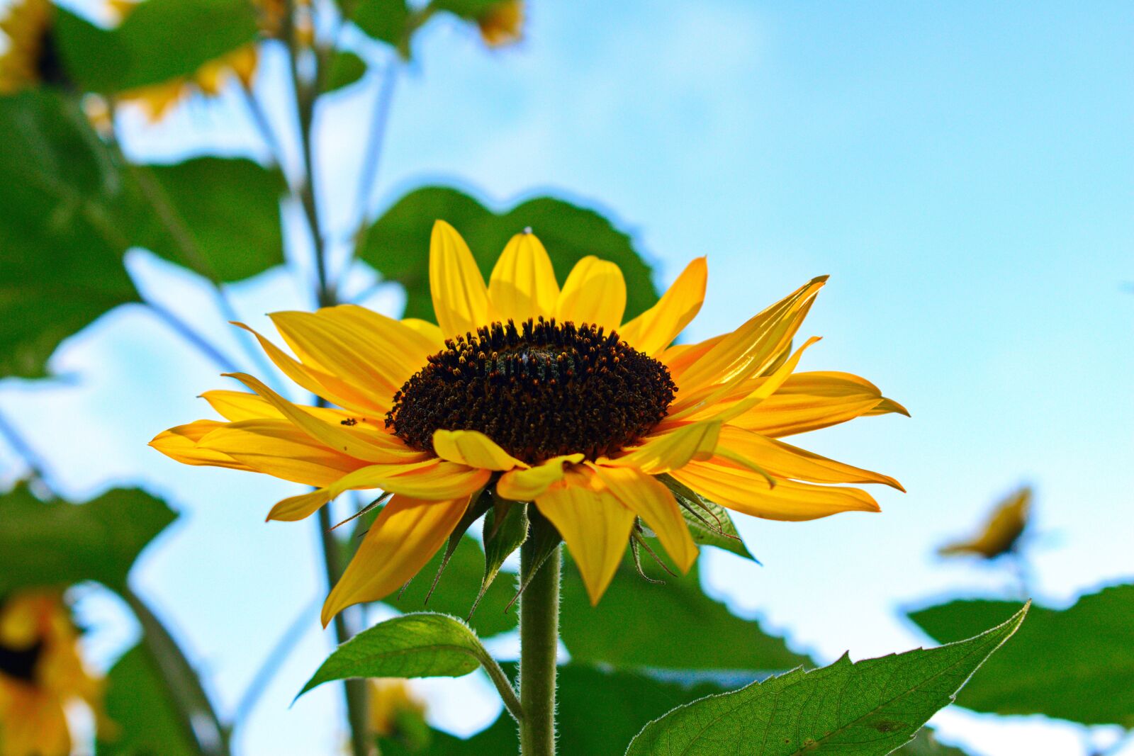 Nikon D3300 sample photo. Flower, autumn, sunflower photography