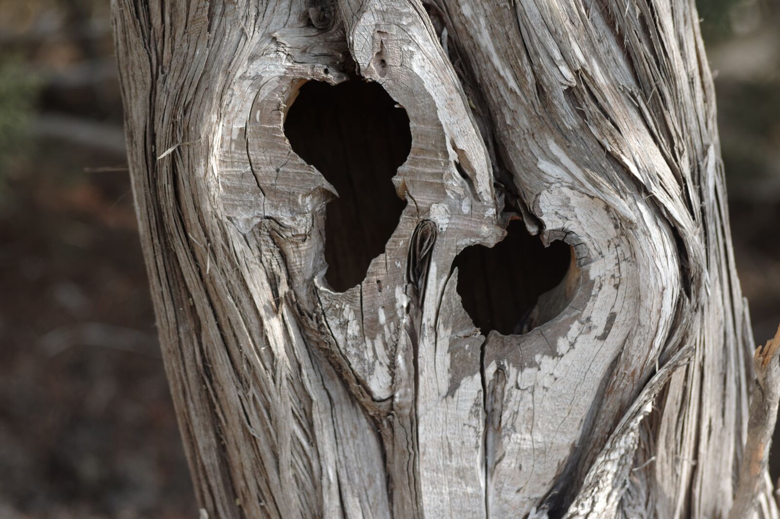 Pentax K-3 sample photo. Tree, wood, nature photography