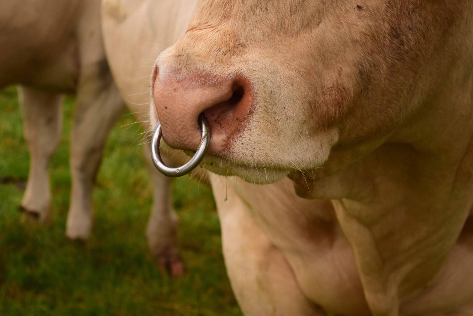 Nikon D3300 sample photo. Livestock, grass, cow, animal photography