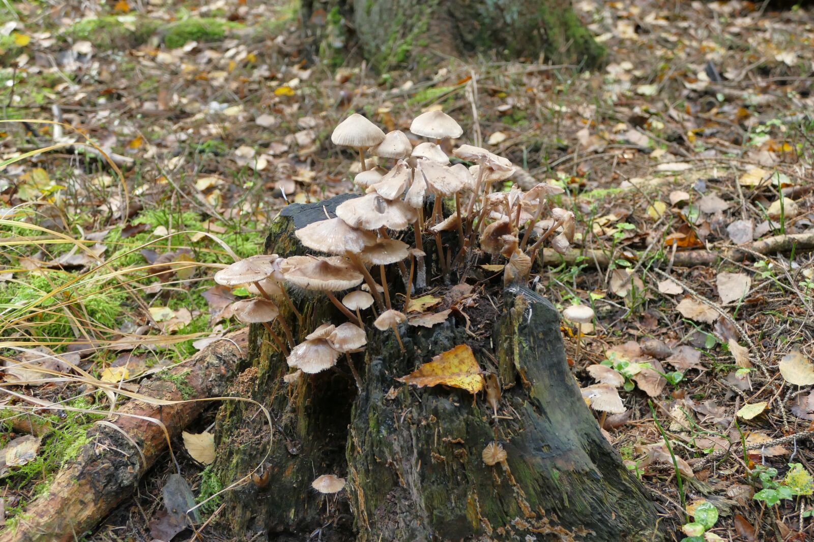Panasonic Lumix DMC-FZ1000 sample photo. Mushroom, forest, nature photography