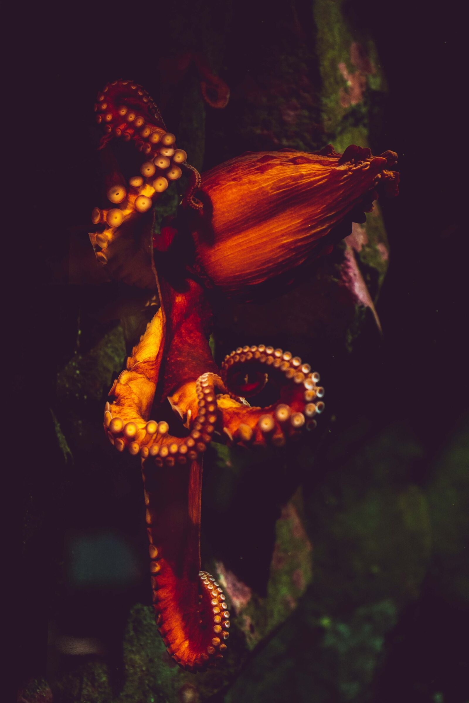 Nikon D750 sample photo. Nature, fauna, animal photography