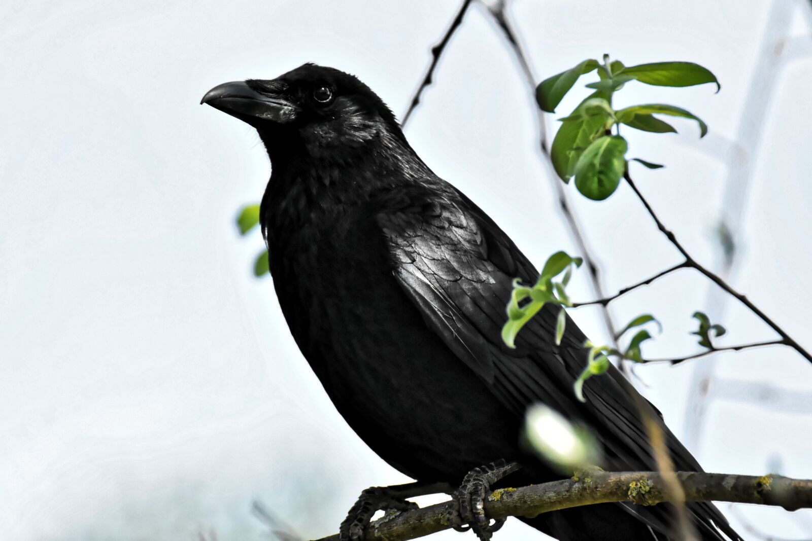 Nikon D7200 sample photo. Crow, raven bird, raven photography