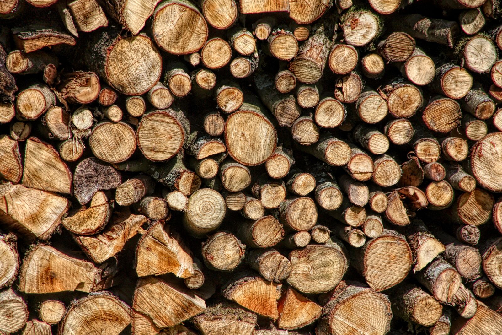 Canon EOS 450D (EOS Rebel XSi / EOS Kiss X2) sample photo. Wood, stack, firewood photography