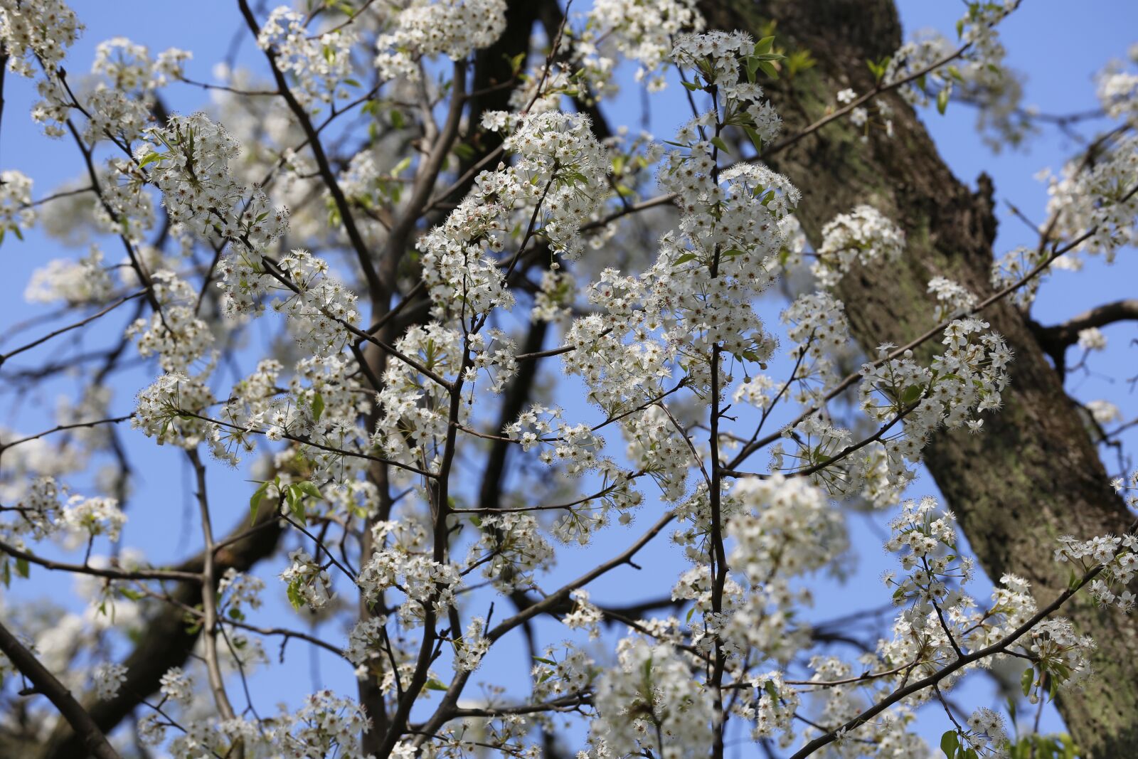 Canon EF 70-200mm F2.8L IS II USM sample photo. Flower, spring, plant photography