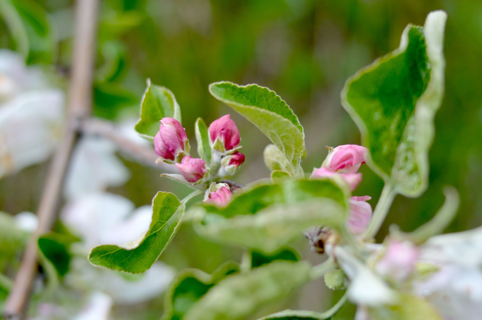 Nikon D3200 sample photo. Appletree, flowers, spring photography