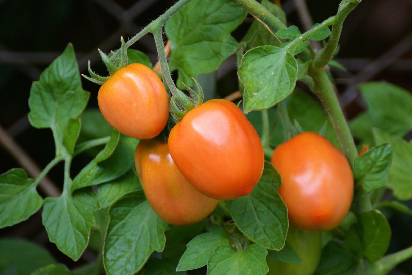 Nikon D5200 sample photo. Tomatoes, roma tomatoes, bush photography
