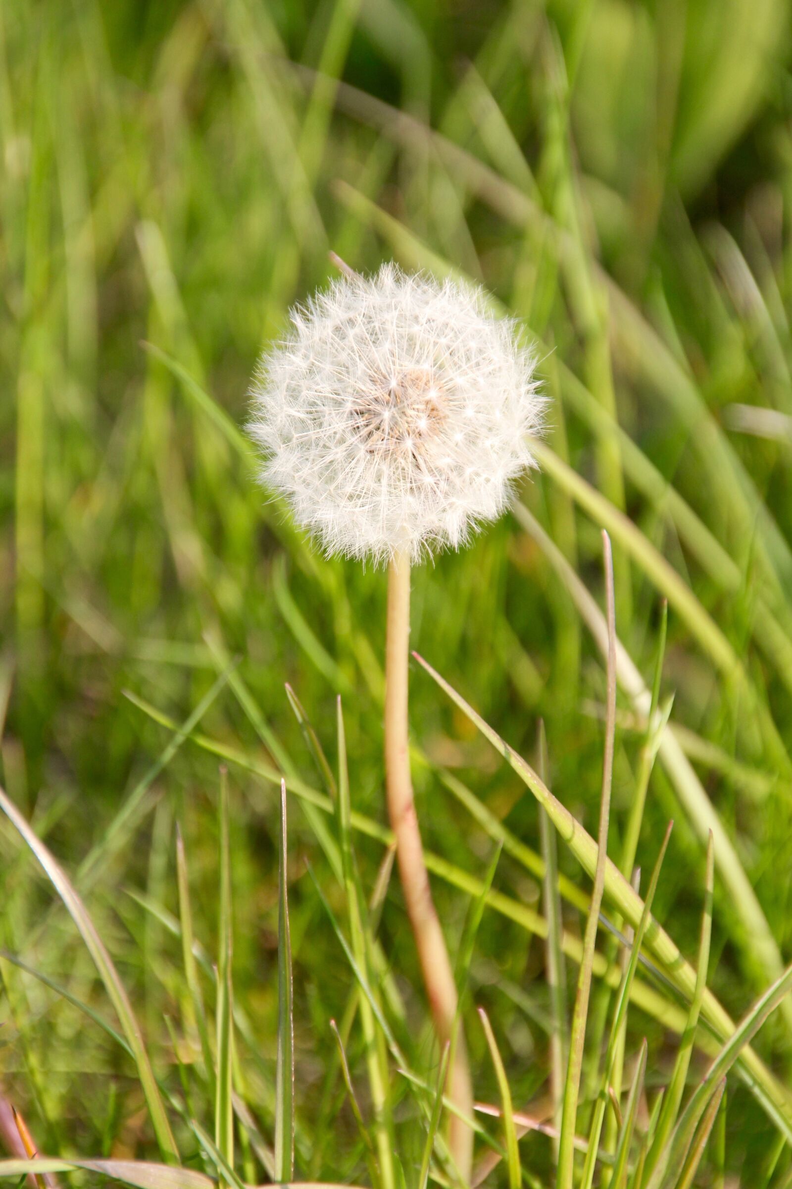 Canon EOS 60D sample photo. Dandelion, spring, nature photography