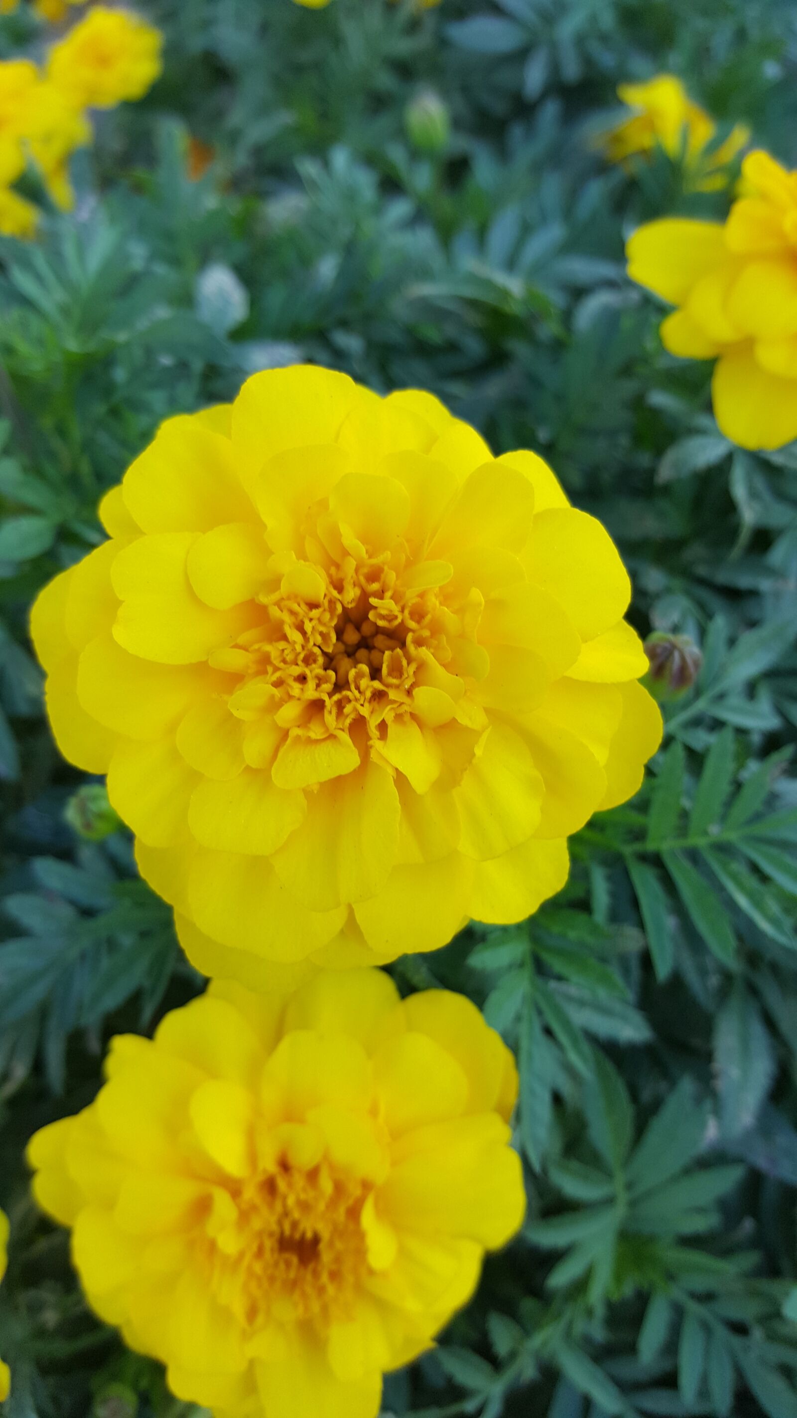Samsung Galaxy Note5 sample photo. Rose, nature, flower photography