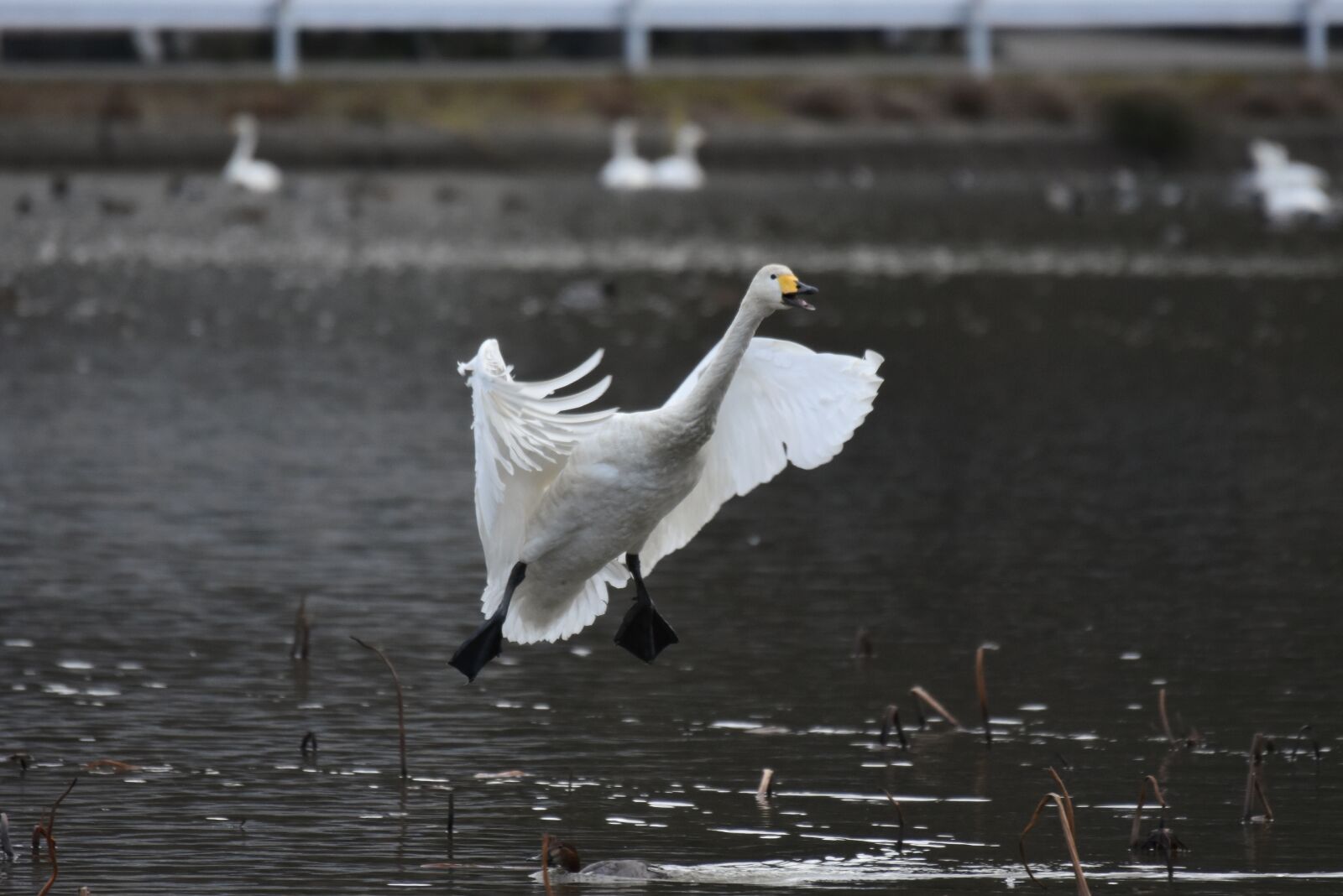 Nikon D7200 sample photo. Animal, lake, waterside photography