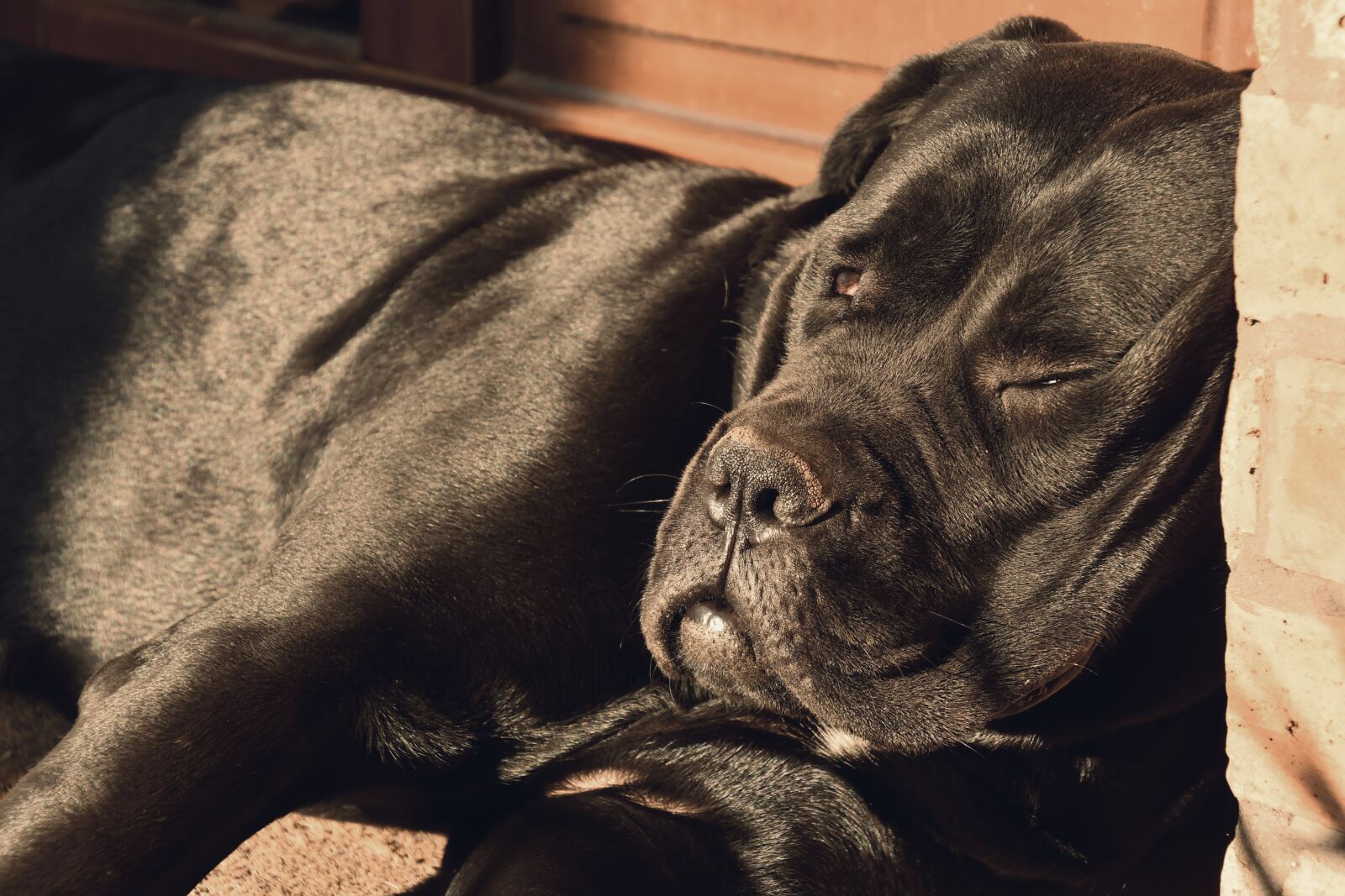 Nikon D7500 sample photo. Dog, hangover, cane corso photography