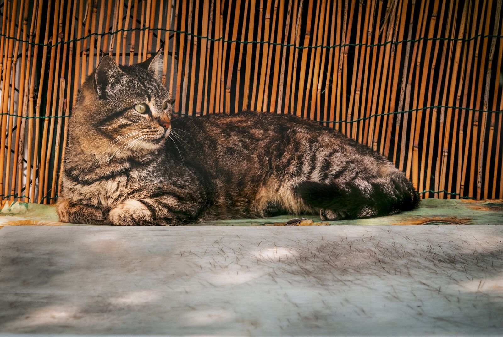 Tamron 70-210mm F4 Di VC USD sample photo. Cat, feline, tiger photography