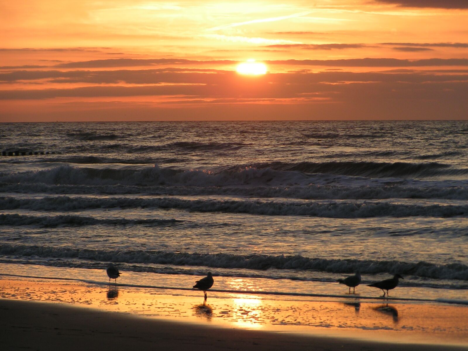 KONICA MINOLTA DiMAGE Z1 sample photo. Seagull, sea, beach photography