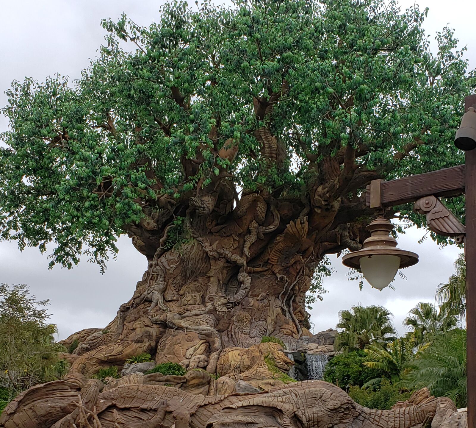 Samsung Galaxy S9+ sample photo. Tree of life, walt photography