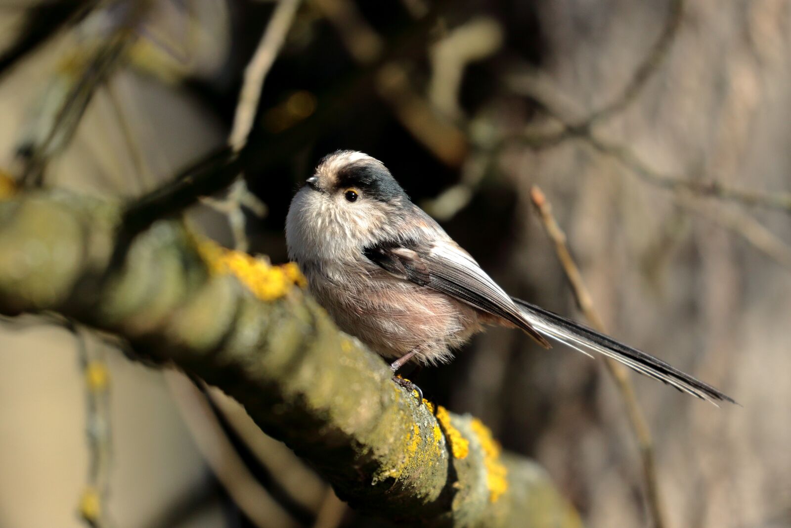 Canon EOS 7D Mark II sample photo. Long-tailed tit, feathers, tail photography